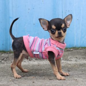 LOPHIPETS 100% Cotton Rib Dog Shirt Vest for Small Dogs Teacup Chihuahua Yorkie Puppy Clothes Tank Tee-Pink/XS