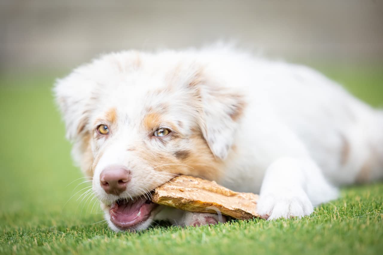 Barking Buddha Beef Cheek Chips | Extra Thick 2"-4" All Natural Rawhide Alternative No Hide Premium Dog Chew Strips | Peanut Butter | (Pack of 3-1LB Bags)