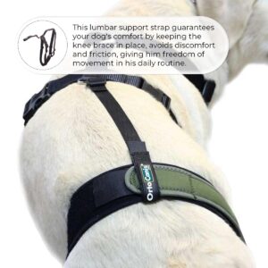 Ortocanis - Knee Brace Fastening Belt for Dog - Prevents Slippage - Improves Stability and Recovery - Size Harness + Leash: L 69-96 cm