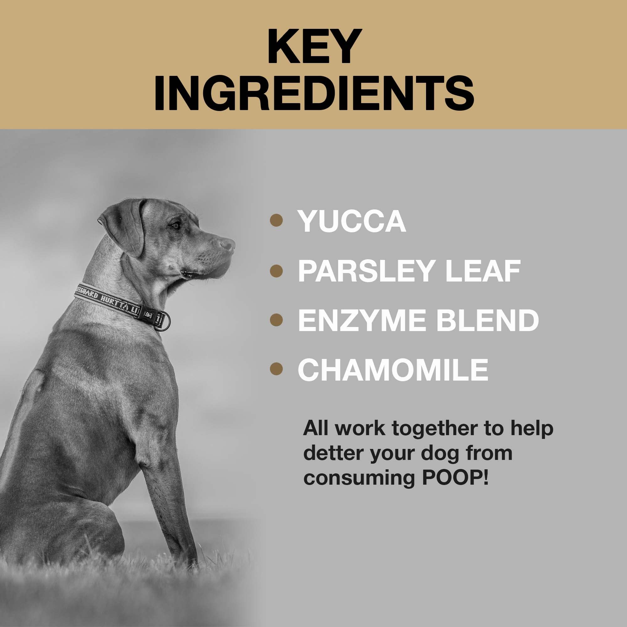 Nutriline Labs Deter-X Dog Poop Eating Deterrent - Chew Treats for Poo Eating Prevention - Yucca, Parsley, Chamomile, Digestive Enzymes, Prebiotics, Probiotics for Dogs - Puppy & Dog Stuff - 60 Bites