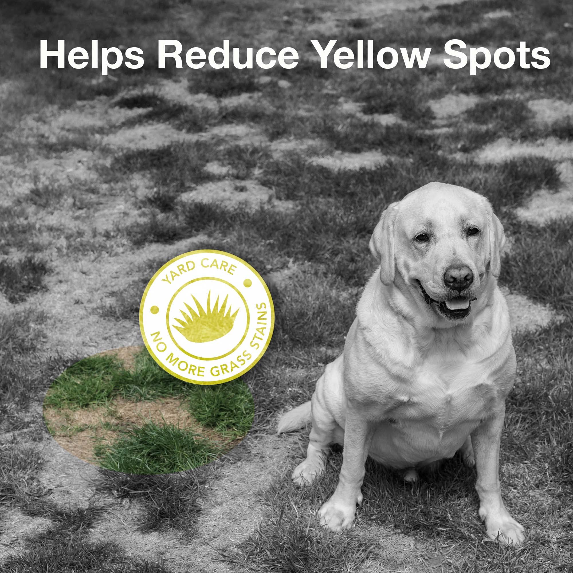 Nutriline Labs Yellow-Away Dog Urine Neutralizer for Lawn - Helps Balance Pee pH - Dog Supplement with Vitamin B Blend, Probiotics, Cranberry Fiber, DL-Methionine, Yuca - Beef Flavor, 120 Soft Chews