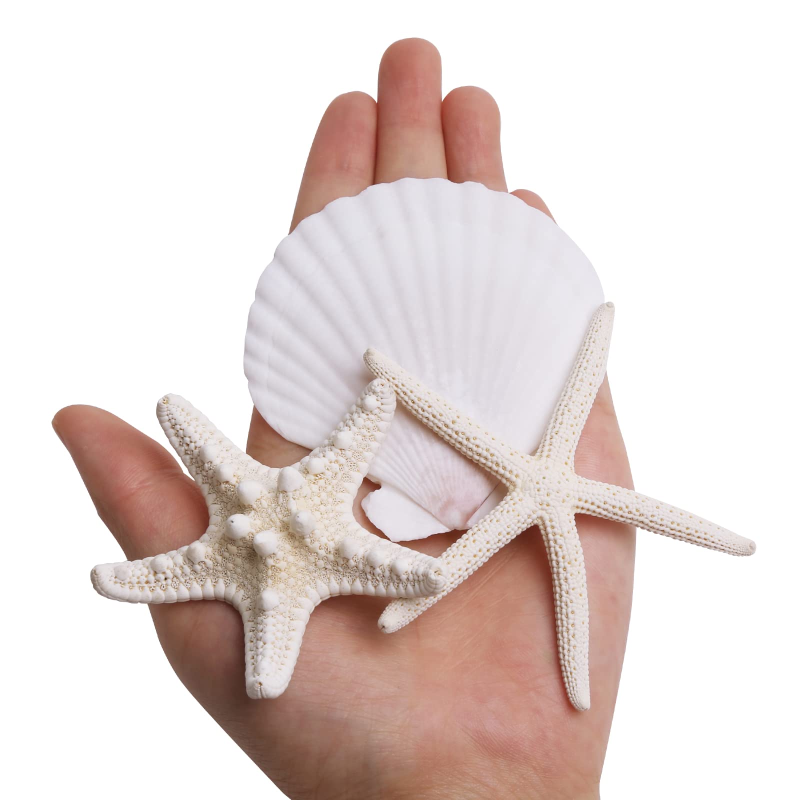 JQAQJU 3-4 Inches Large Starfish and Scallop Shells for Crafts 12PCS, Natural Beach Sea Shells for Crafting, Baking Shells Perfect for White Christmas Decor Beach Party Wedding Fishtank DIY Crafts