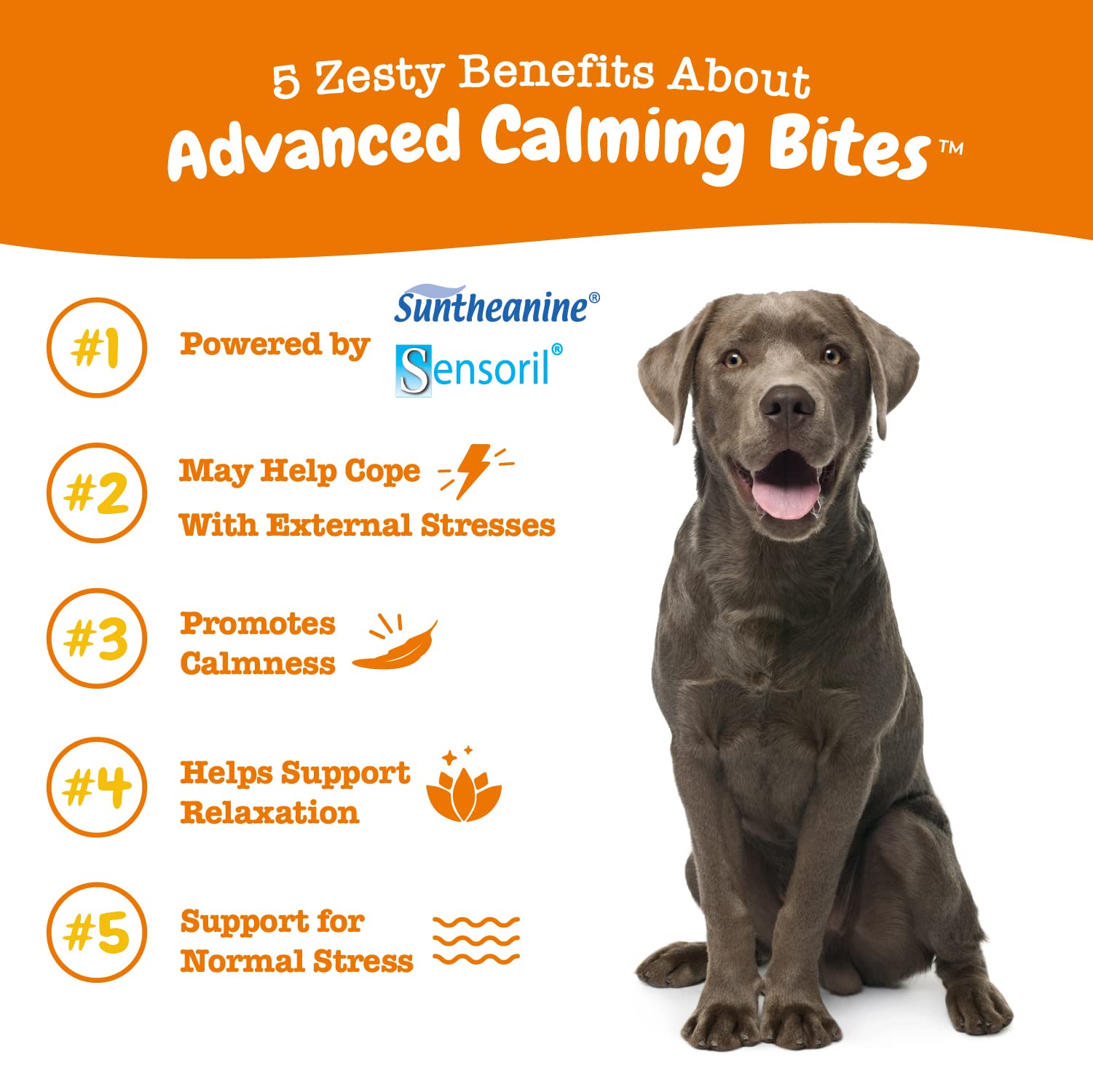 Zesty Paws Calming Soft Chews for Dogs - Melatonin, Ashwagandha + Multifunctional Supplements for Dogs - Glucosamine Chondroitin for Joint Support