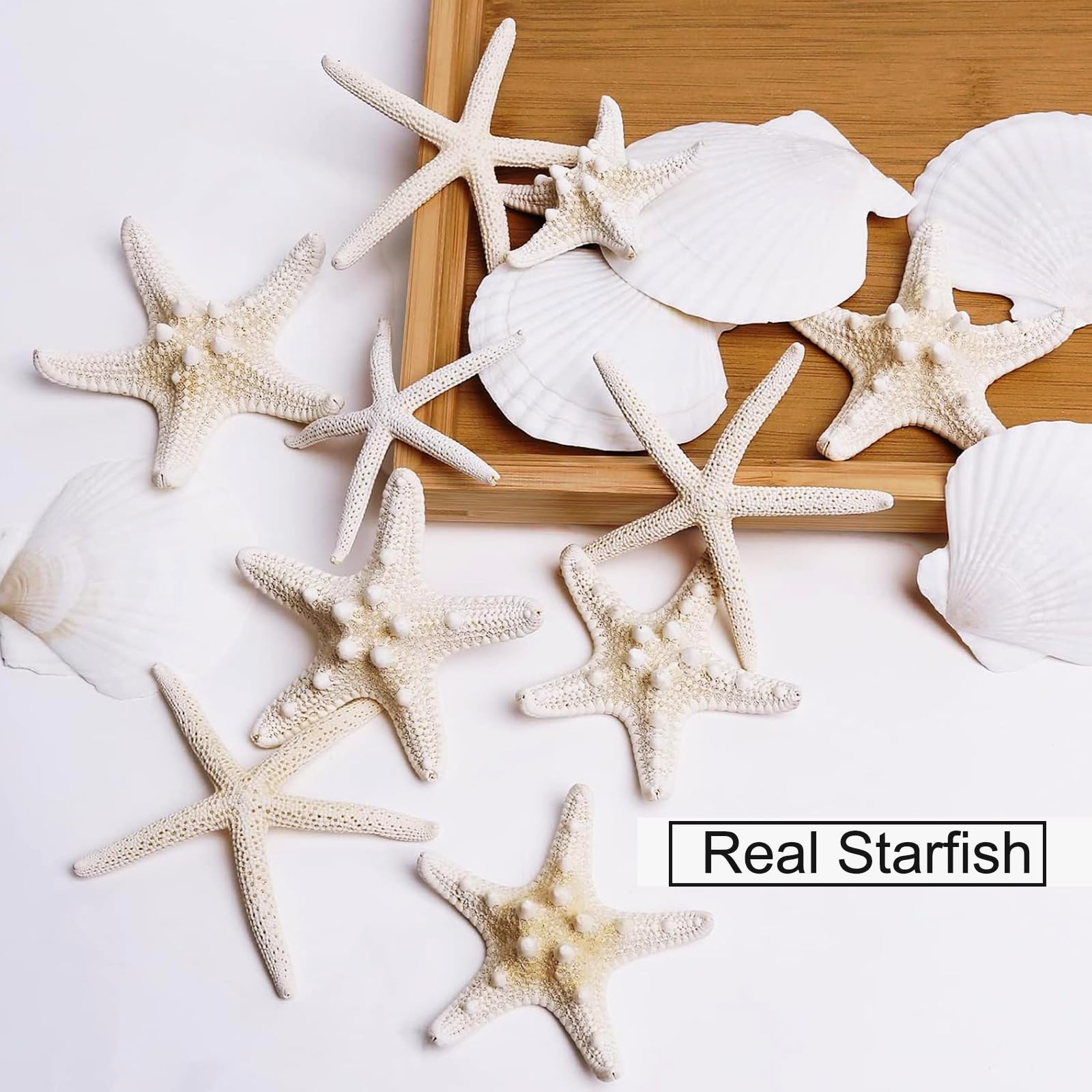 JQAQJU 3-4 Inches Large Starfish and Scallop Shells for Crafts 12PCS, Natural Beach Sea Shells for Crafting, Baking Shells Perfect for White Christmas Decor Beach Party Wedding Fishtank DIY Crafts