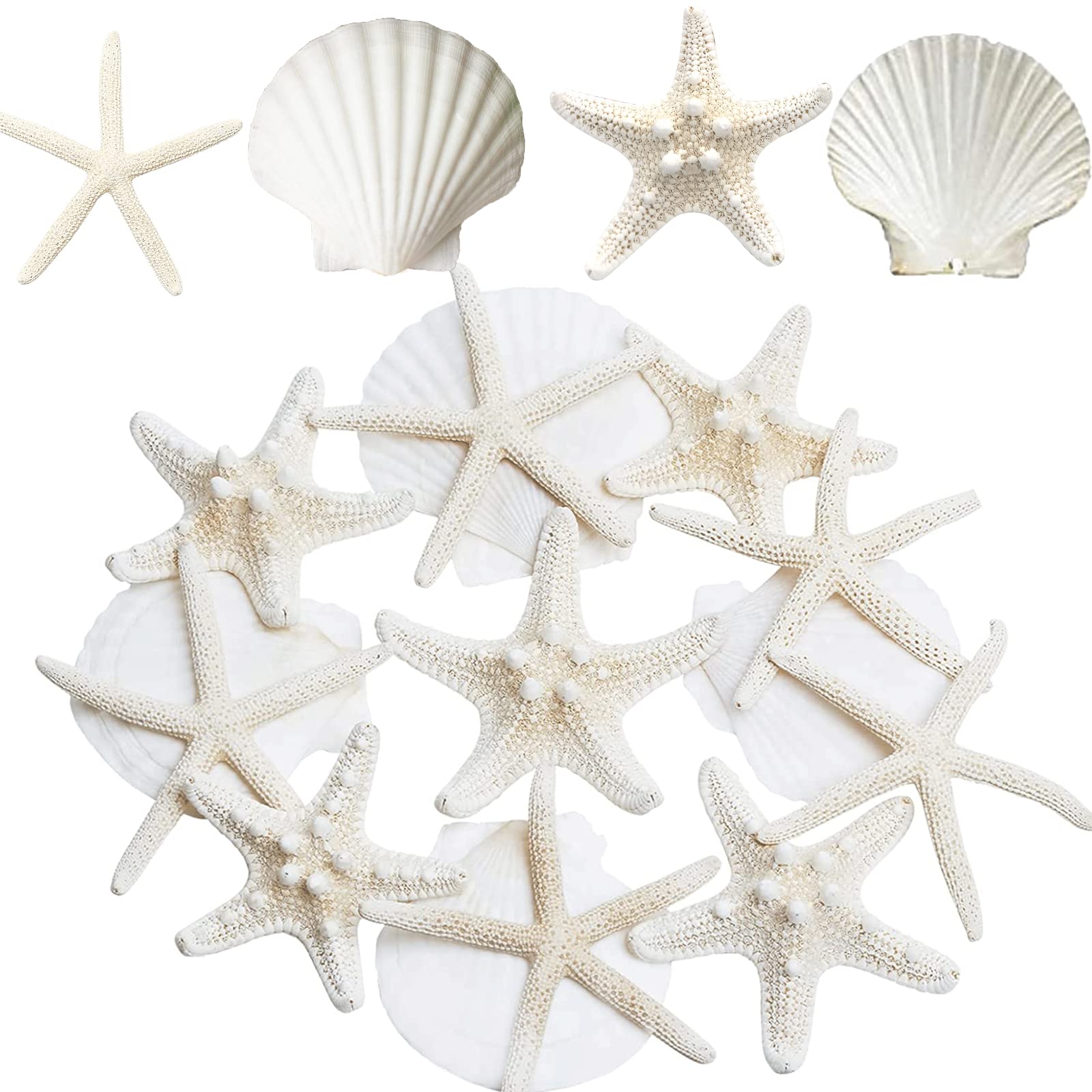 JQAQJU 3-4 Inches Large Starfish and Scallop Shells for Crafts 12PCS, Natural Beach Sea Shells for Crafting, Baking Shells Perfect for White Christmas Decor Beach Party Wedding Fishtank DIY Crafts