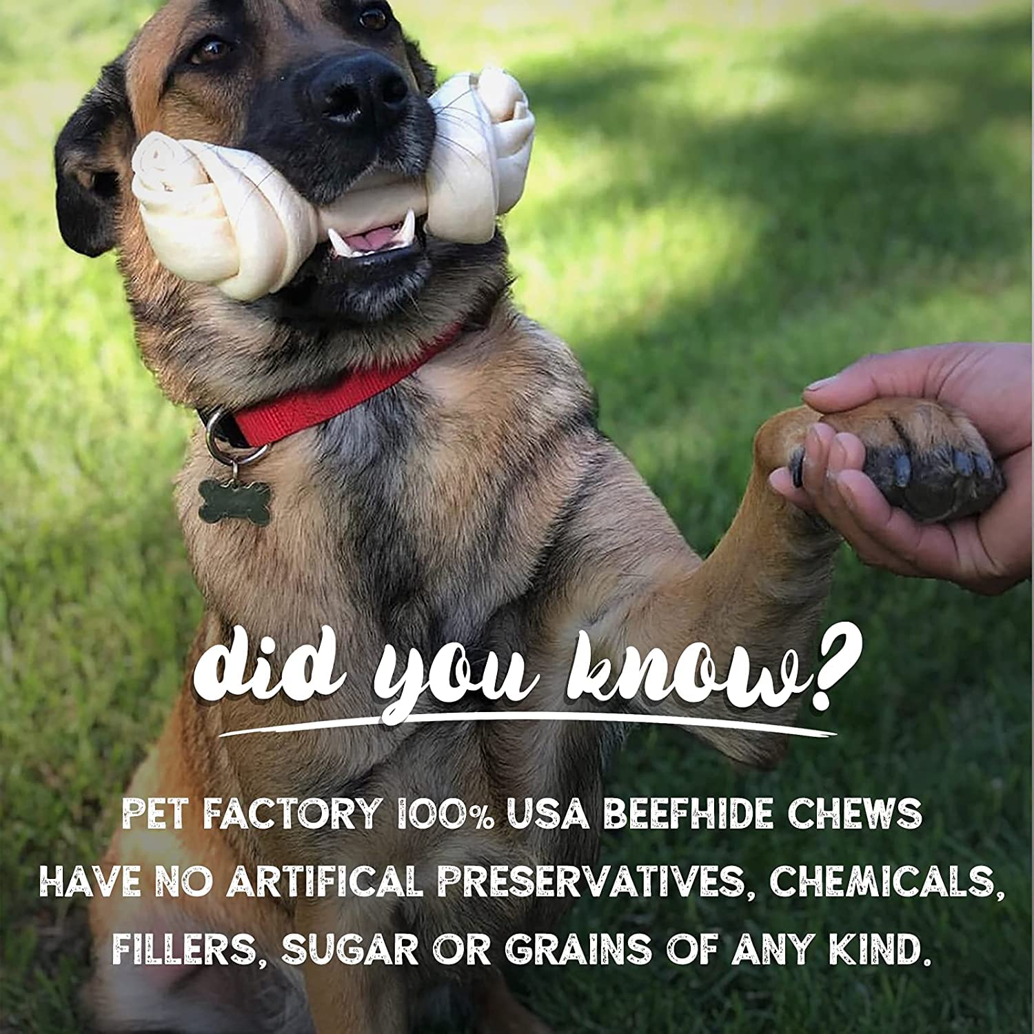 Pet Factory 100% Made in USA Beefhide 3-3.5" Mini Rolls Dog Chew Treats - Peanut Butter Flavor, 35 Count/1 Pack