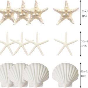 JQAQJU 3-4 Inches Large Starfish and Scallop Shells for Crafts 12PCS, Natural Beach Sea Shells for Crafting, Baking Shells Perfect for White Christmas Decor Beach Party Wedding Fishtank DIY Crafts