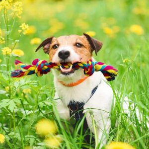 PetBox Knotted Rope Chew Toy for Small Dogs - Medium Size 8"