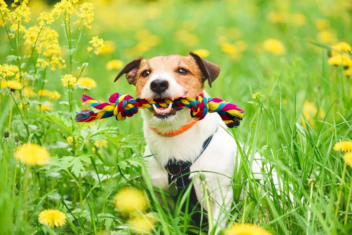 PetBox Knotted Rope Chew Toy for Small Dogs - Medium Size 8"