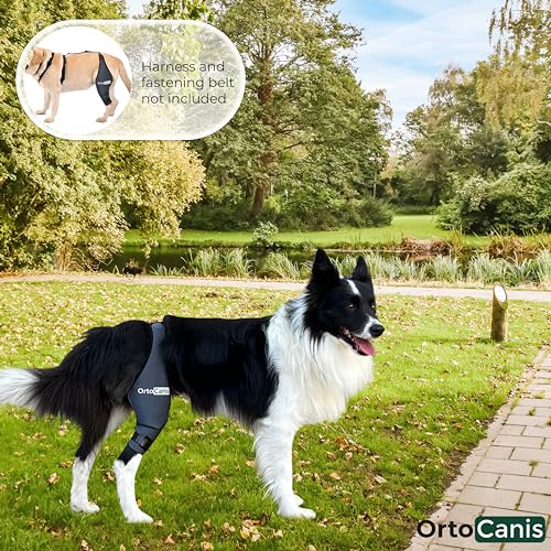 Ortocanis Dog Knee Brace for Torn Acl Hind Leg, Cruciate Ligament Injuries, Patella Dislocation or Osteoarthritis - Dog Acl Knee Brace - Dog Braces for Back Leg for Support (XXX-Small, Left Leg)