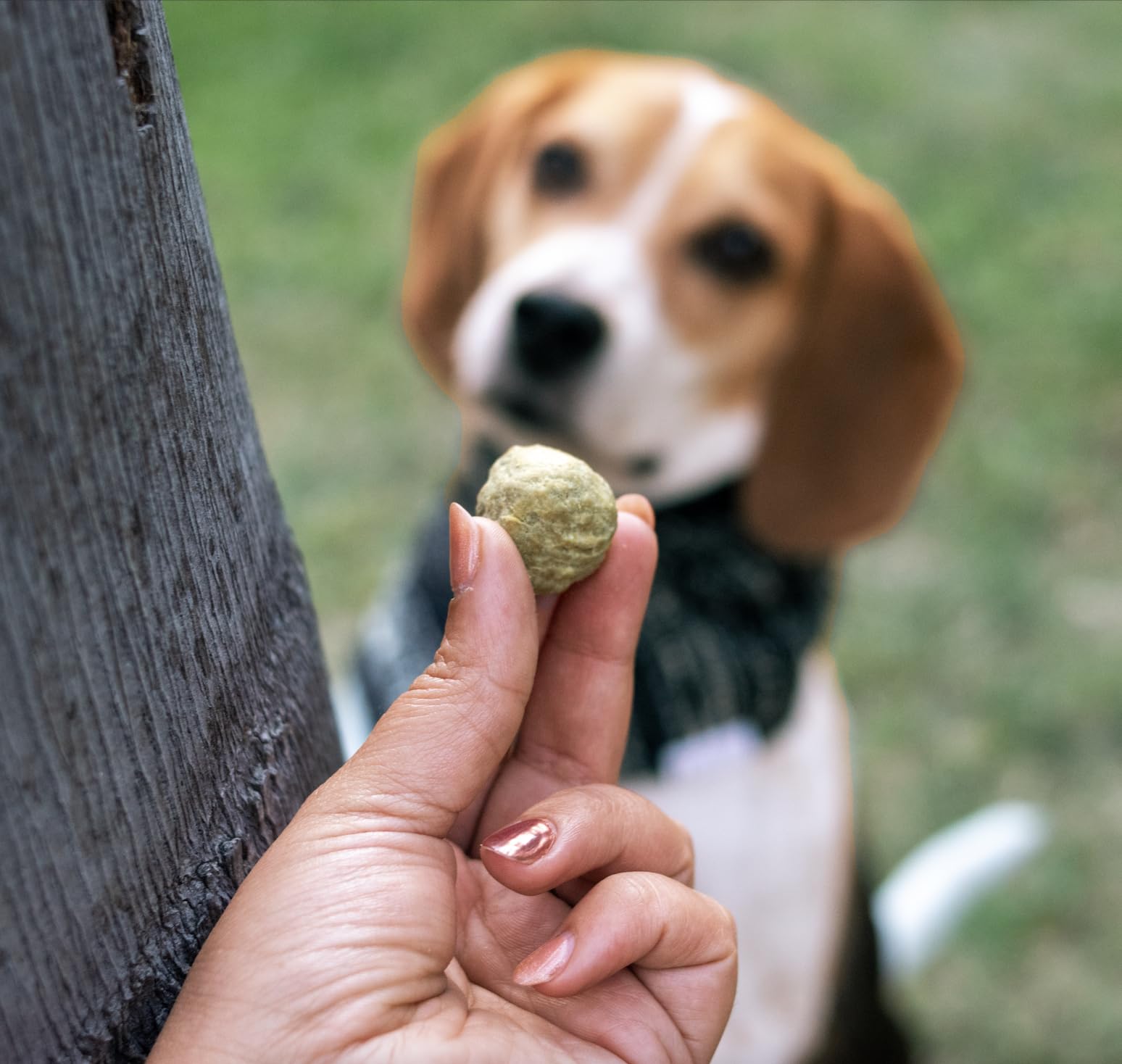 Whole Beast - Organ Blend Dog Treats - Skin & Coat, Digestion, Cognitive Function, and Energy - Beef, Liver, Heart, Kidney, Bone Broth and Blood - Whole Prey - 6oz