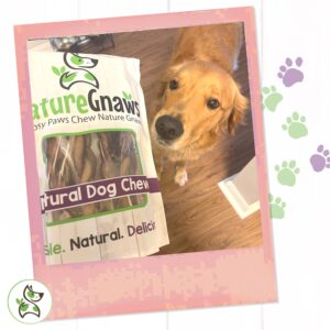 Nature Gnaws Braided Pork Jerky Sticks for Dogs - Premium Natural Dog Chew Treats - Rawhide Free Dental Bones - Long Lasting Training Reward Treat