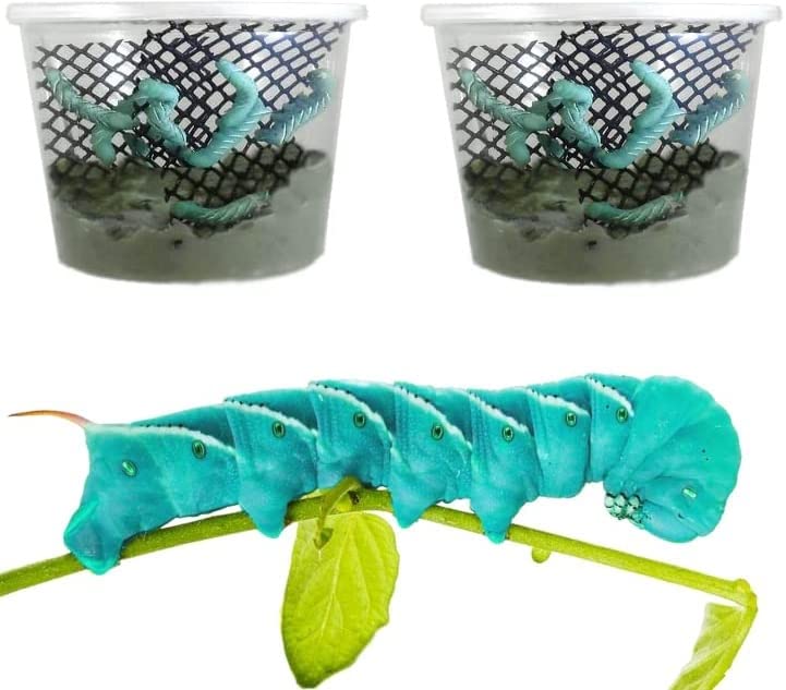 Surmen Legacy Live Hornworms 2 Habitats (50-60 Count)