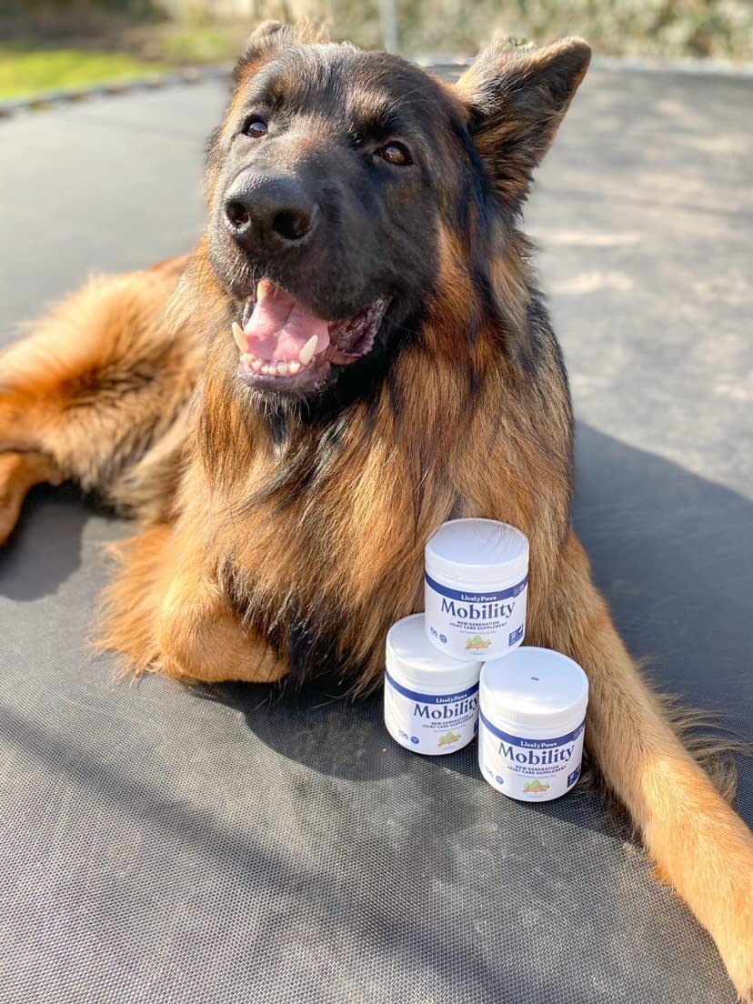 Lively Paws™ Mobility 10 Hip & Joint Care Supplement for Dogs- Soft Chews with Glucosamine, MSM, Green-Lipped Mussel, Manganese, Chondroitin & Vitamin C