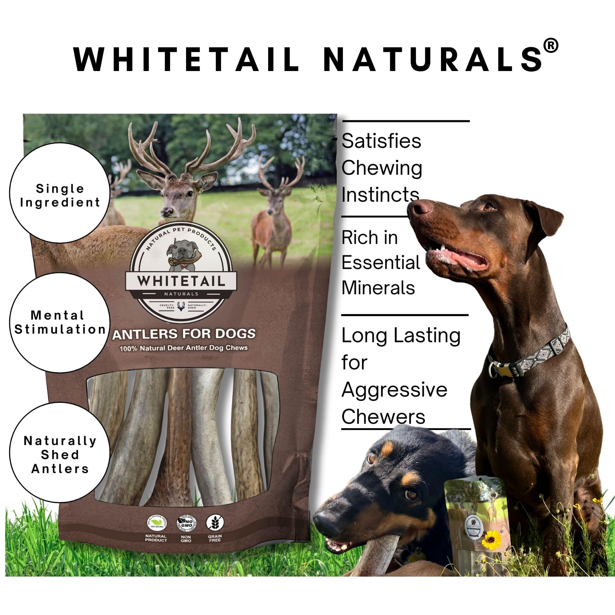 WhiteTail Naturals - Premium Deer Antlers for Small Dogs - Naturally Shed Dog Antler, Long Lasting Chew Bone for Puppies and Smaller Breeds