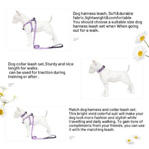 QQPETS Dog Harness Collar Leash - No Pull Pet Adjustable Back Clip Halter Basic Collar Heavy Duty 5FT Anti-Twist Leash for Extra Small Puppy Medium Large Breed Training Running