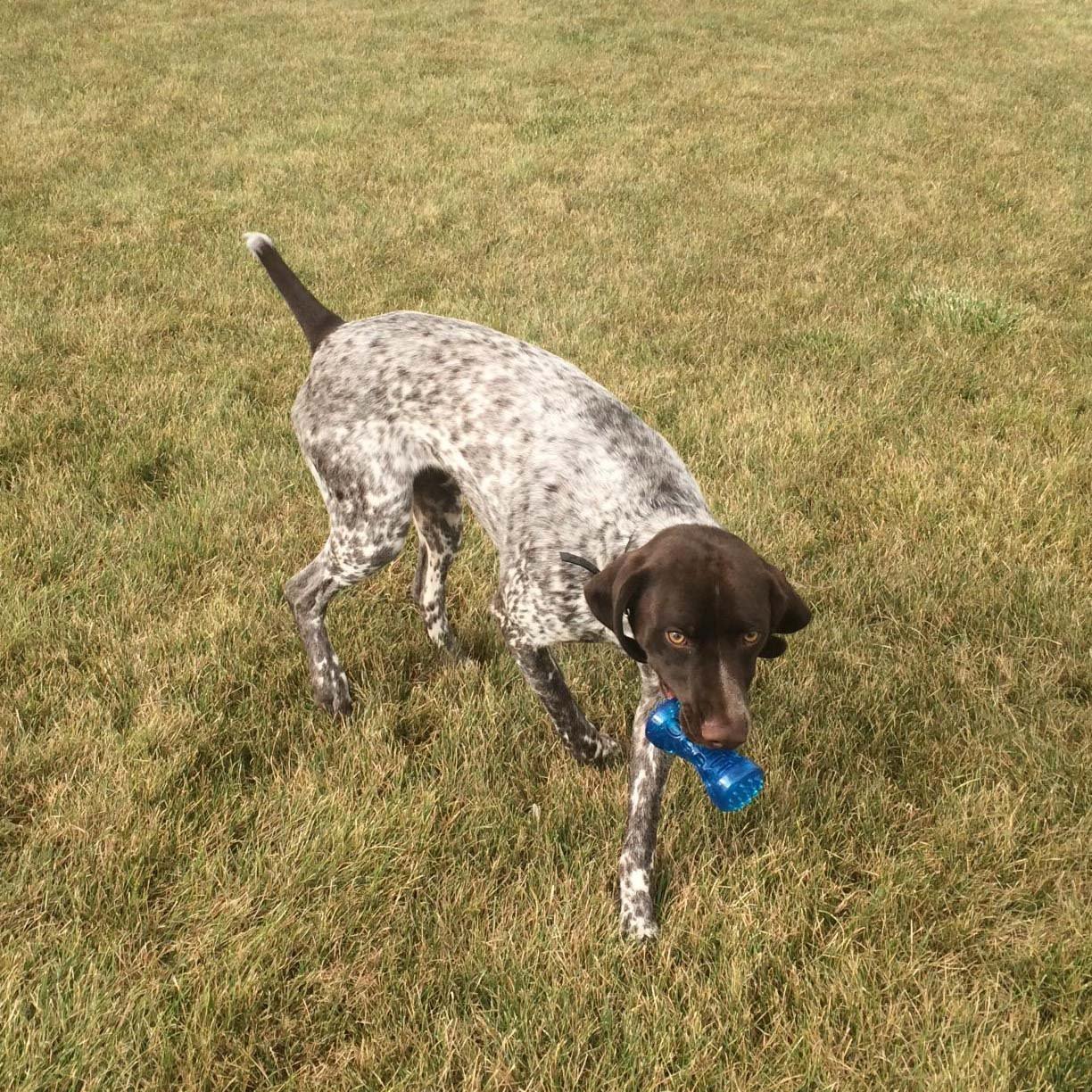 ADUCK Dog Chew Toys Squeaky Tooth Cleaning Bone (Dumbbell Series) Bite Resistant Squeeze Squeaker Puppy Dog Toys for Aggressive Chewers Training and Playing -7.09 inches (Crystal Blue - Large)