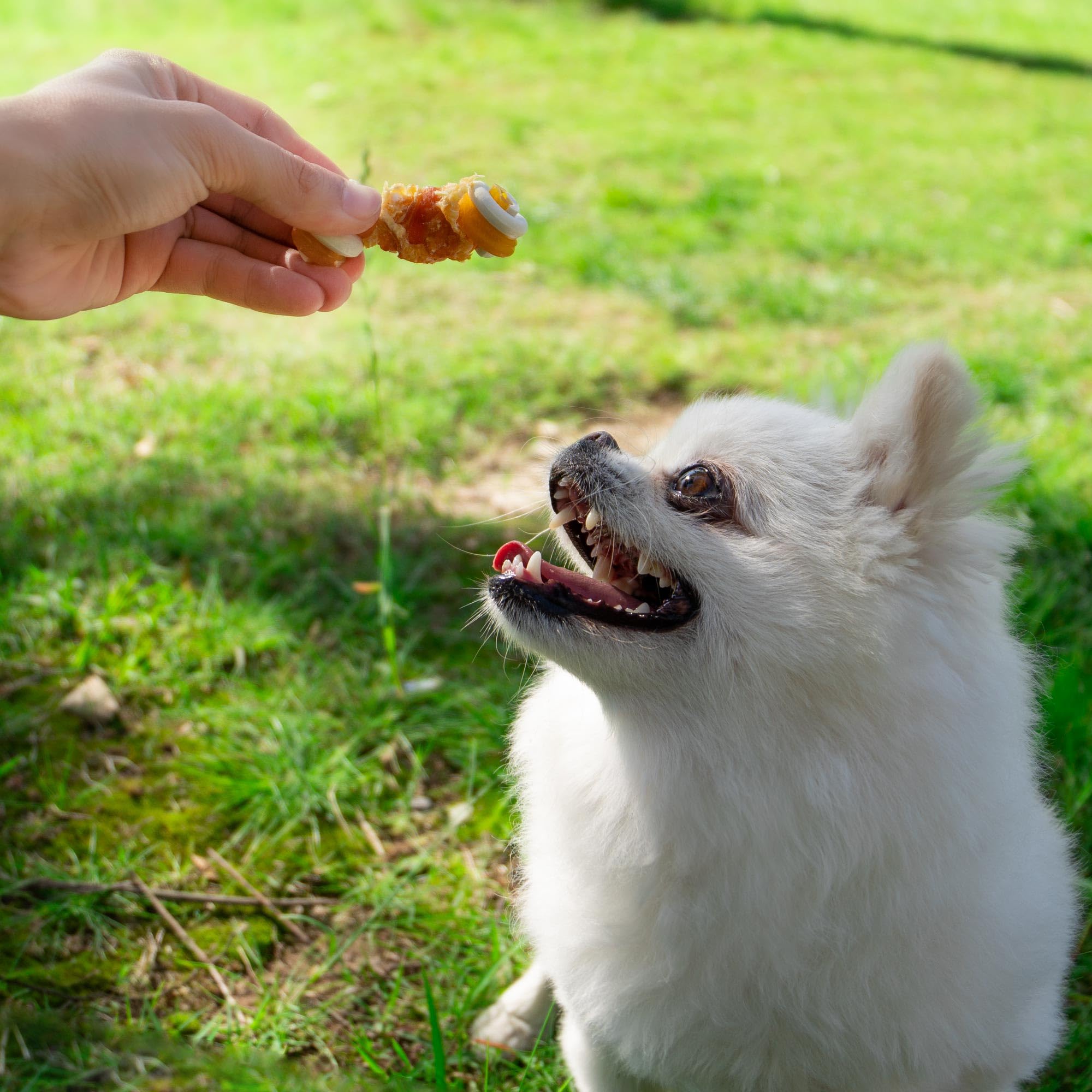 MON2SUN 2.5" Rawhide Free Dog Treats with Mixed Vegetables, Chicken Wrapped Mini Knot Bones for Small Dogs, Healthy Dog Snacks for Balanced Nutrition, 21.2oz