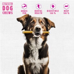 Premium Cow Tail Dog Chews from Grass-Fed Beef: High-Protein, All-Natural, Nutrient-Rich Treats for Dogs - Long Lasting Satisfaction with Dental Health Benefits - Perfect for Training and Rewarding