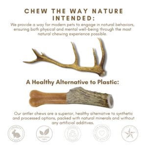 WhiteTail Naturals - Sun Aged Deer Antler Dog Chews (3 Pack Small) Economy Grade Natural Dog Bone Chews -