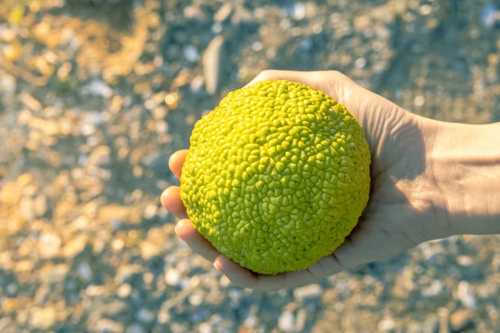 Hedgeballs, Osage Oranges - Naturally Remove Bugs and Spiders - All Natural, Grown in Iowa (8 Hedgeballs)