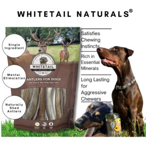 WhiteTail Naturals - Sun Aged Deer Antler Dog Chews (3 Pack Small) Economy Grade Natural Dog Bone Chews -