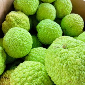 Hedgeballs, Osage Oranges - Naturally Remove Bugs and Spiders - All Natural, Grown in Iowa (8 Hedgeballs)