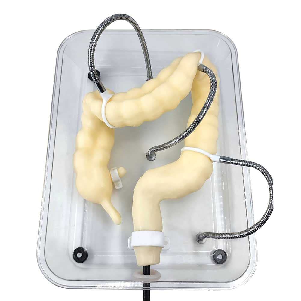 WFZY Medical Colon Model Soft Virtual Colonoscopy Training Model for Nursing Medical Training