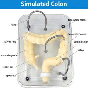 WFZY Medical Colon Model Soft Virtual Colonoscopy Training Model for Nursing Medical Training