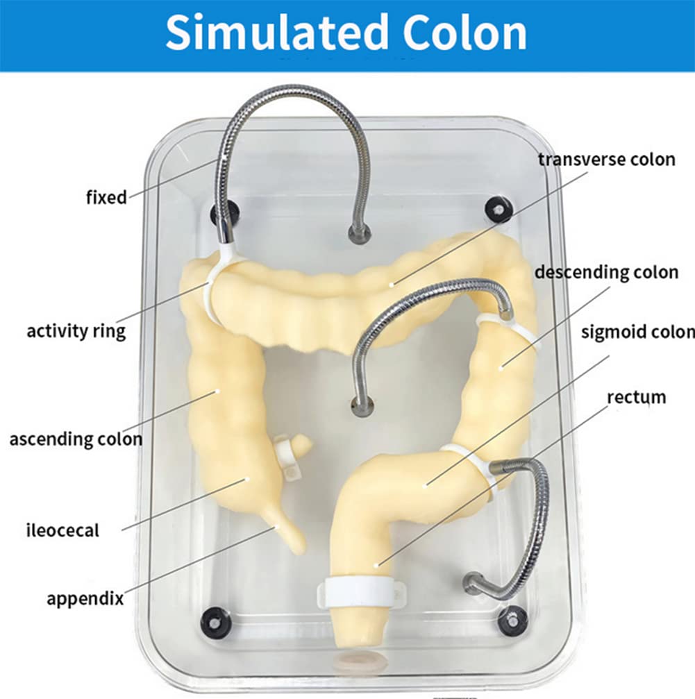 WFZY Medical Colon Model Soft Virtual Colonoscopy Training Model for Nursing Medical Training