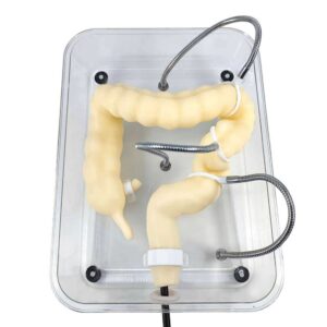 WFZY Medical Colon Model Soft Virtual Colonoscopy Training Model for Nursing Medical Training