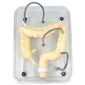 wfzy medical colon model soft virtual colonoscopy training model for nursing medical training