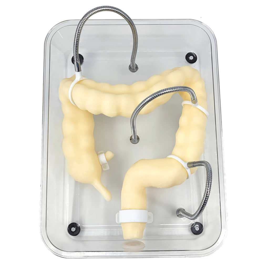 WFZY Medical Colon Model Soft Virtual Colonoscopy Training Model for Nursing Medical Training