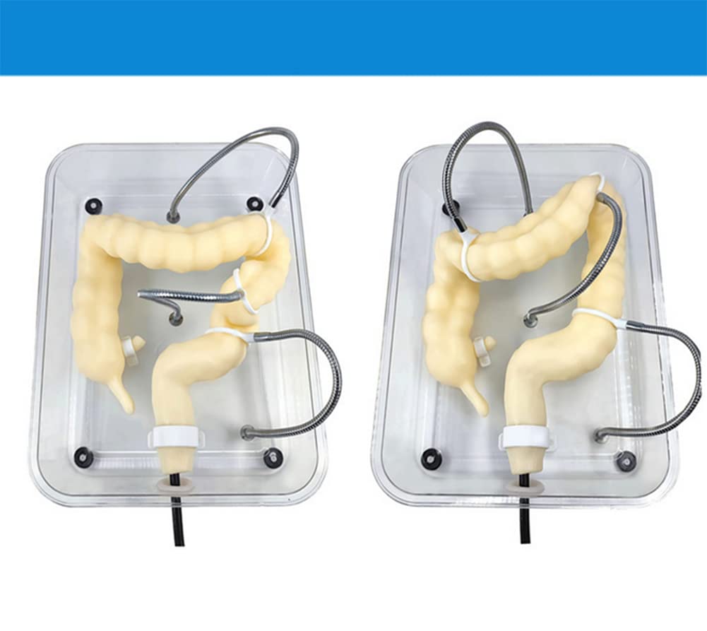 WFZY Medical Colon Model Soft Virtual Colonoscopy Training Model for Nursing Medical Training