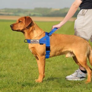 Annchwool No Pull Dog Harness with Soft Padded Handle,Reflective Strip Escape Proof and Quick Fit to Adjust Dog Harness,Easy for Training Walking for Small & Medium and Large Dog(Blue,L)