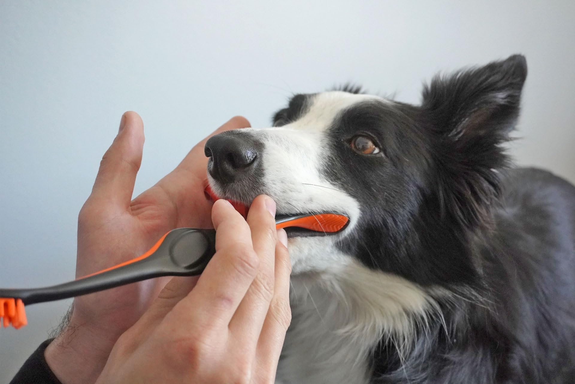 Brushmate Dog Toothbrush for Pet Puppies Dogs and Cats Dual Size Angled Soft Brush Heads, Ergonomic Handle with a Flat Center That enhances Grip Control