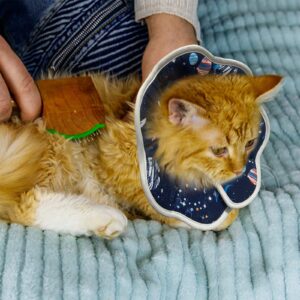 WPLQGL Cat Cone Collar Soft, Cat Cones After Surgery, Recovery Collars, Waterproof, Soft, Size Adjustable,Suitable for Bathing, Grooming, Preventing Scratching and Licking (M (Neck:9-11 in))