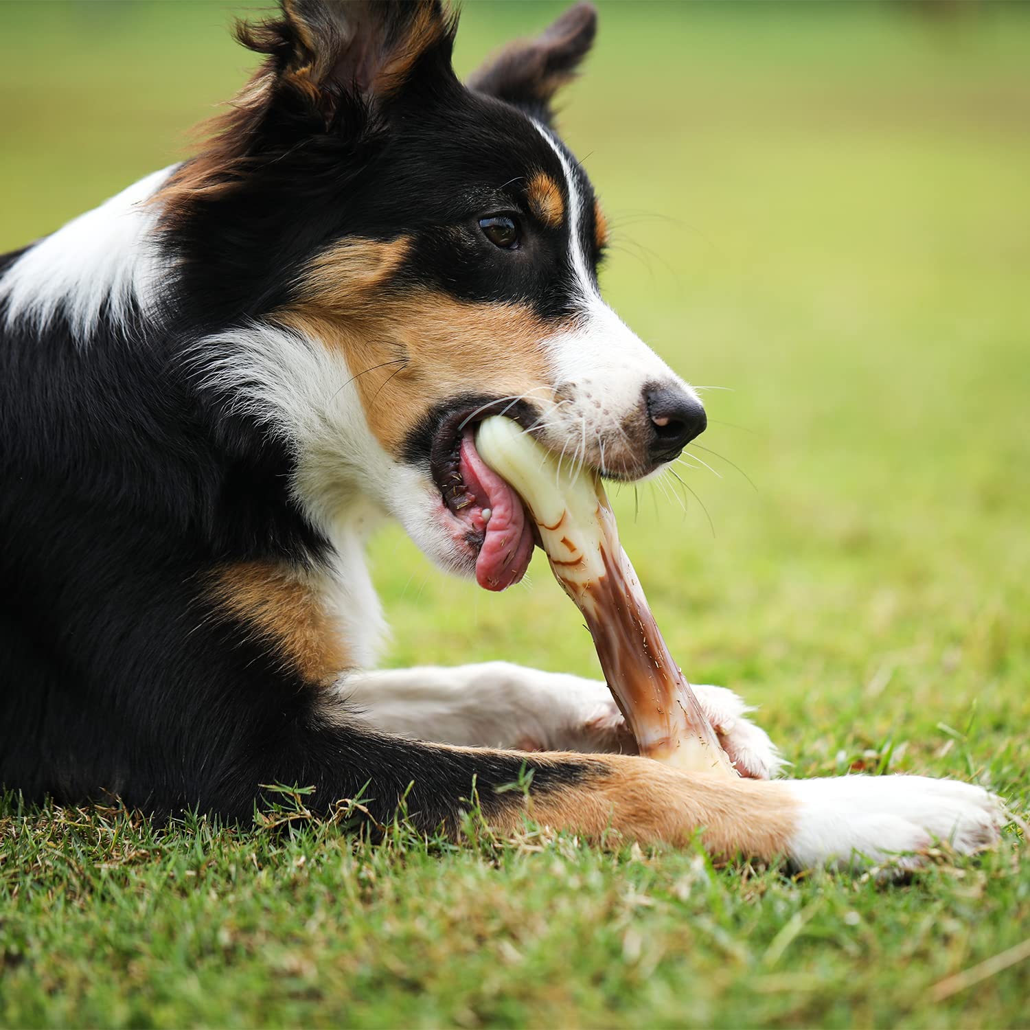 Tikaton I-Bone Durable Dog Chew Toy for Aggressive Chewers, Beef Flavor, Large…