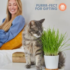 The Cat Ladies Cat Grass Growing kit with Organic Cat Grass Seed, Soil and Two Ceramic Planters with Bamboo Trays Natural Hairball Remedy