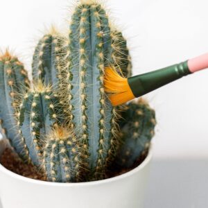 Bubblegum Stuff Mini Cactus Cleaners - Cleaning Brush Set - Brush Cleaner and Sweeper for Cactus - 3 Cleaning Brushes for Cactuses…