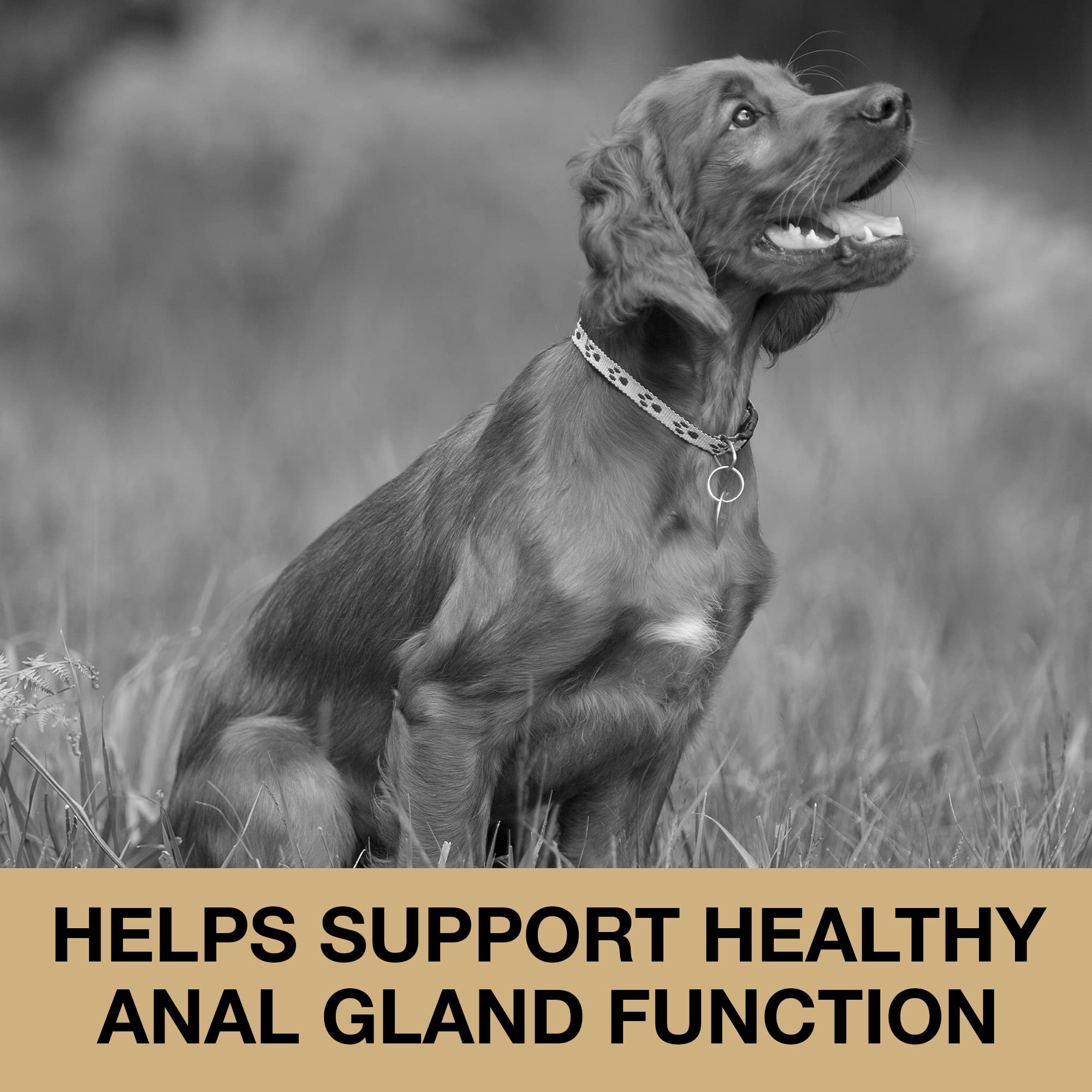 Nutriline Labs Anal Gland Support Soft Chews for Dogs - Dog Supplements with Beet Pulp, Psyllium Husk, Dandelion Root & Pumpkin - Digestive & Gut Health, Normal Bowel Function - Beef Flavor, 120 Count