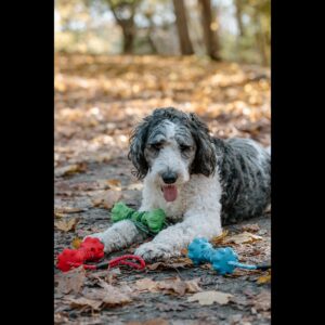 PetPurpose Interactive Dog Toys for Aggressive Chewers, Puppies, and Active Dogs with Rubber Teeth Cleaning Textured Chew Surface and Throw or Tug Rope, Heavy Duty (Blue)