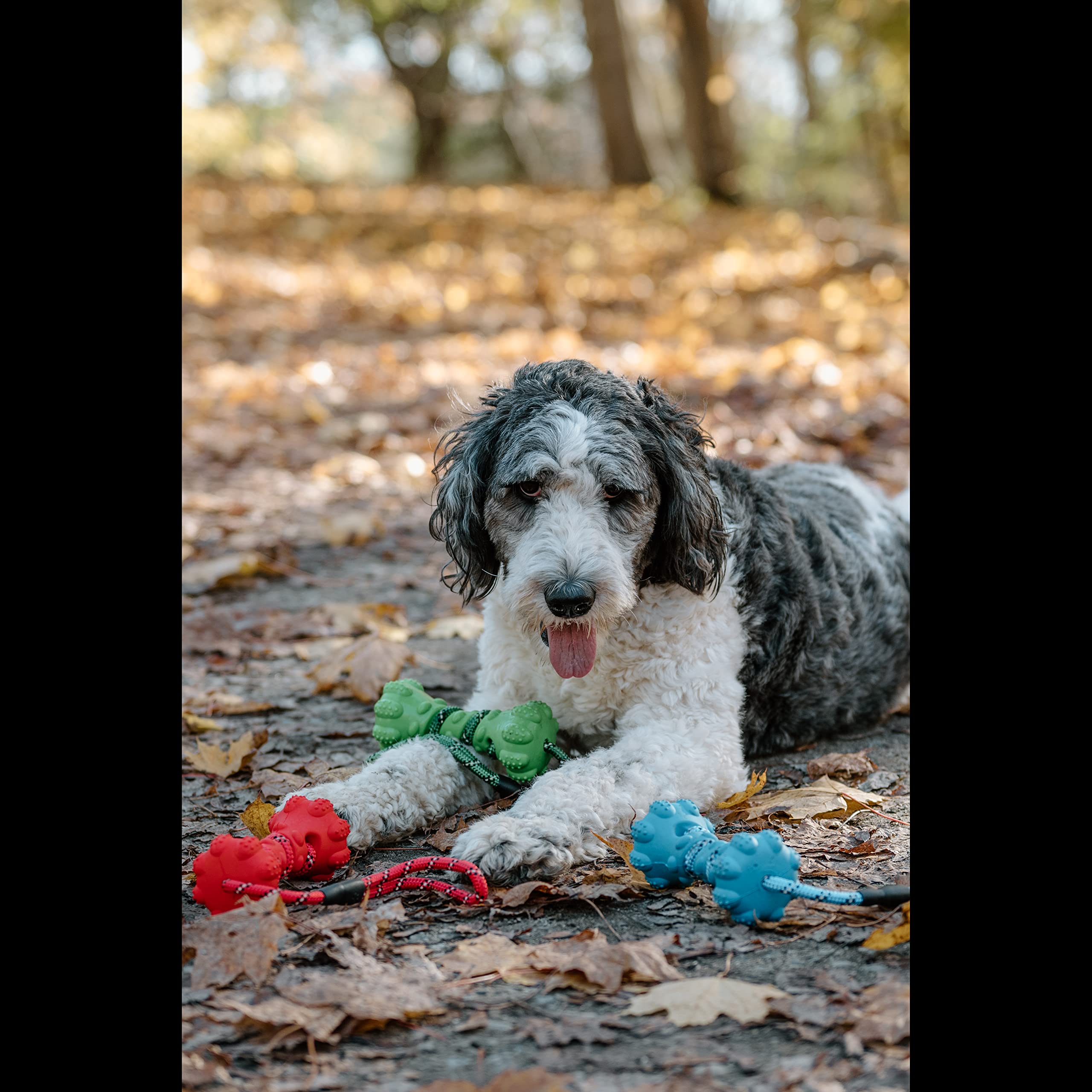 PetPurpose Interactive Dog Toys for Aggressive Chewers, Puppies, and Active Dogs with Rubber Teeth Cleaning Textured Chew Surface and Throw or Tug Rope, Heavy Duty (Blue)