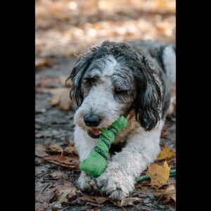 PetPurpose Interactive Dog Toys for Aggressive Chewers, Puppies, and Active Dogs with Rubber Teeth Cleaning Textured Chew Surface and Throw or Tug Rope, Heavy Duty (Blue)