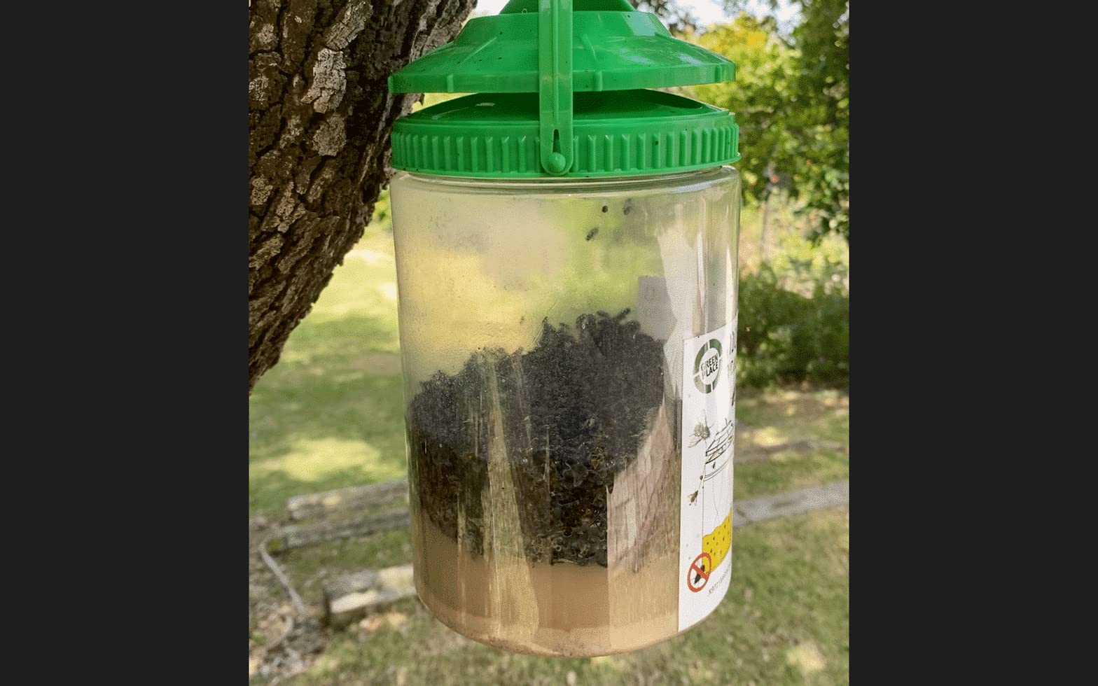 Shield Fly-in Reusable Fly Trap - Includes All Natural Bait for Fly Traps