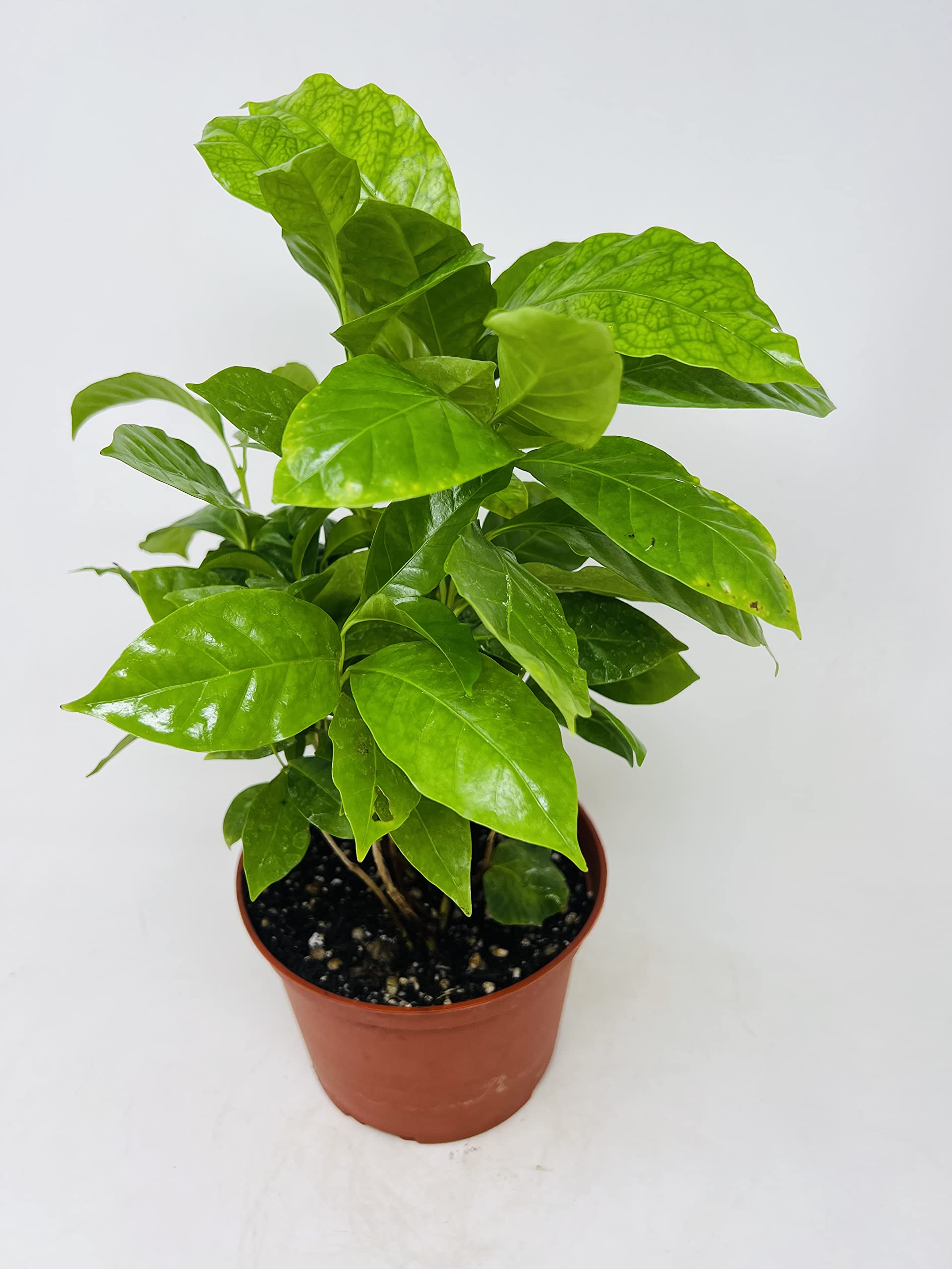 JM BAMBOO Arabica Coffee Bean Plant - 6" Pot