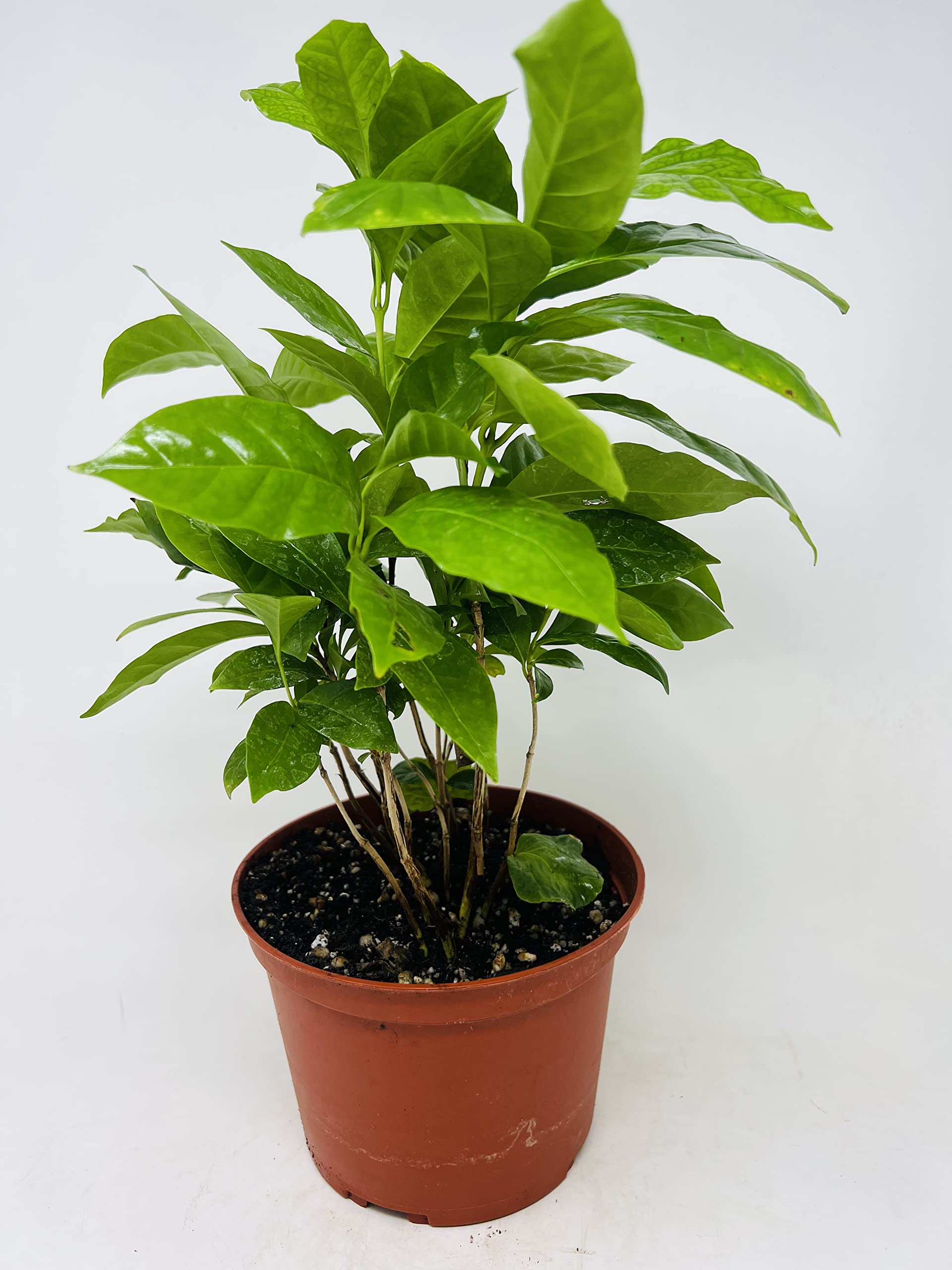 JM BAMBOO Arabica Coffee Bean Plant - 6" Pot