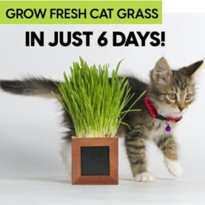 Organic Indoor Cat Grass Kit - 3 Wooden Planters, Certified Seeds, and Premium Soil for Happy Cats. Delight Your Feline Friends with The Ultimate Cat Grass Experience! (Catgrass Refill Kit)