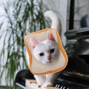 Mipcase Cute Neck Adjustable Puppy Toast After Surgery, Elizabeth Design Cat Lovely Bread Cats S Kitten/to Cone: Stop Soft Size for Soft- Cones Bite Collar: with