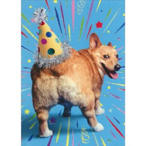 avanti press corgi butt birthday hat funny/humorous dog birthday card